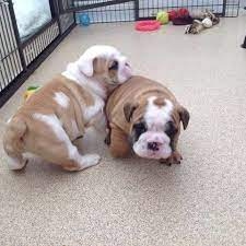 ahtn English Bulldog puppies Image eClassifieds4u