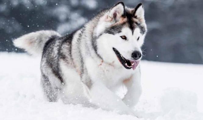 Alaskan Husky For Sale Email us at yoladjinne@gmail.com Image eClassifieds4u