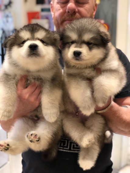 Alaskan Malamute For Sale Email us at yoladjinne@gmail.com Image eClassifieds4u