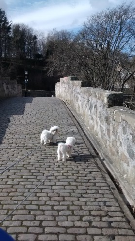 Beautiful Maltese Puppies For Sale. Ready Now Email us at yoladjinne@gmail.com Image eClassifieds4u