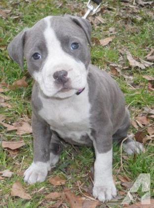 Beautiful Pitbull Pups available and ready to go Email us at yoladjinne@gmail.com Image eClassifieds4u