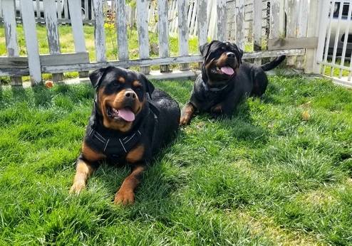 Beautiful Rottweiler for sale Email us at yoladjinne@gmail.com Image eClassifieds4u