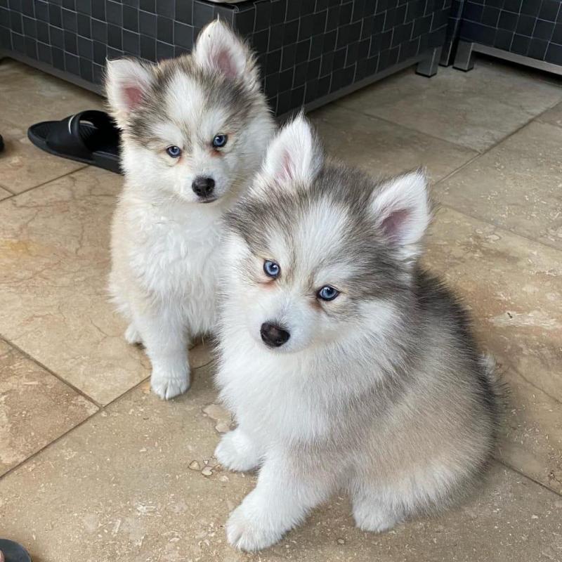 Cute Male and Female Pomsky Puppies Up for Adoption... Image eClassifieds4u