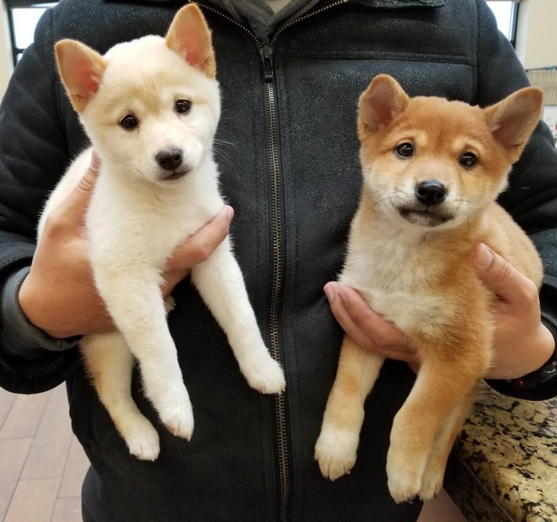 Cute Male and Female Shiba Inu Puppies Up for Adoption... Image eClassifieds4u