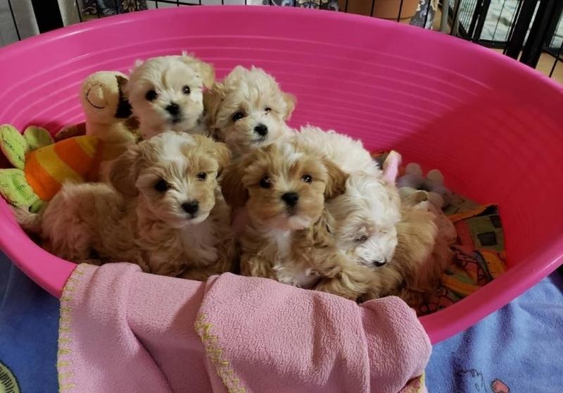 dffhgkh Maltipoo puppies Image eClassifieds4u