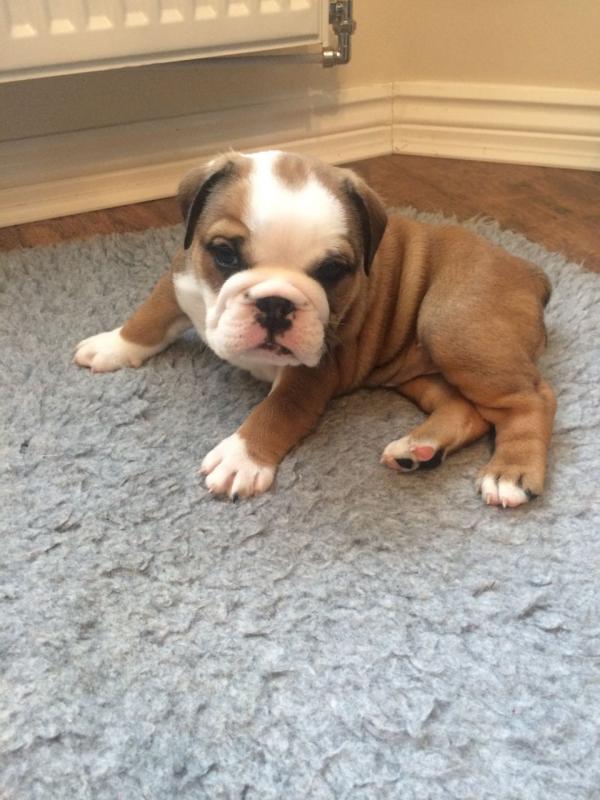 English Bulldog For Nice Home Email us at yoladjinne@gmail.com Image eClassifieds4u