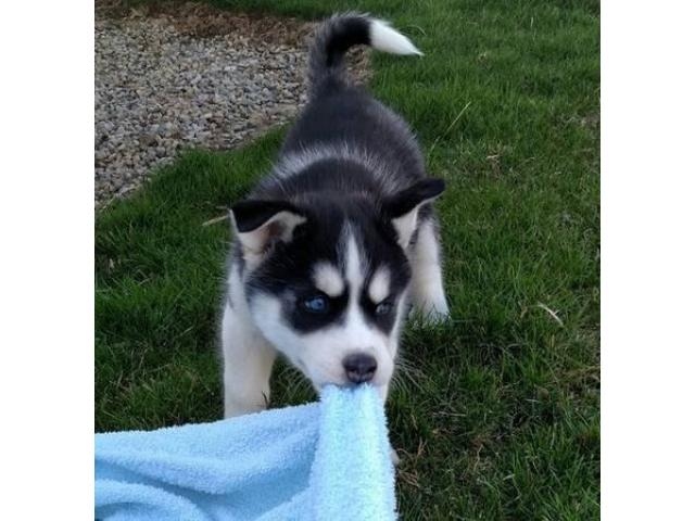 fghtn Siberian Husky Puppies Image eClassifieds4u