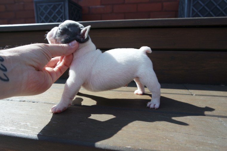 French bulldog Puppies Email us at yoladjinne@gmail.com Image eClassifieds4u