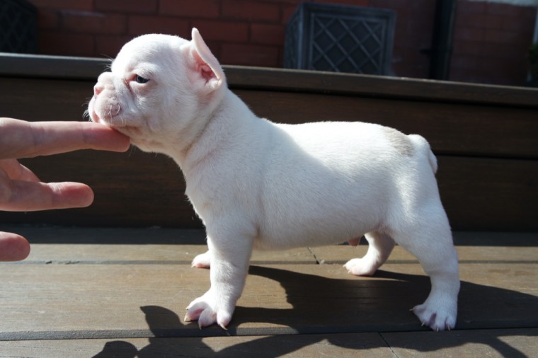 French bulldog Puppies Email us at yoladjinne@gmail.com Image eClassifieds4u
