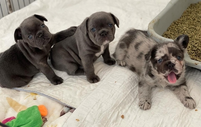 ghy Charming And Beautiful, Outstanding French Bulldog Image eClassifieds4u