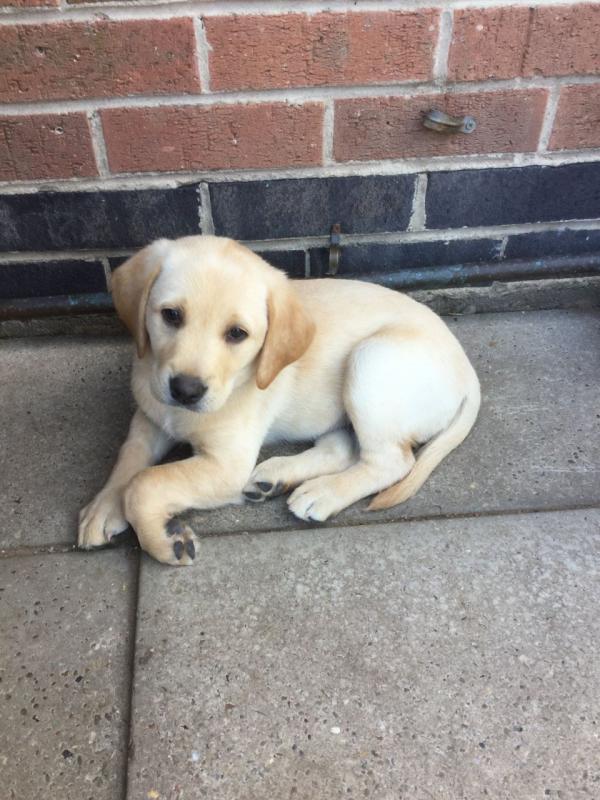 Golden labrador retriever male and female puppy Email us at yoladjinne@gmail.com Image eClassifieds4u