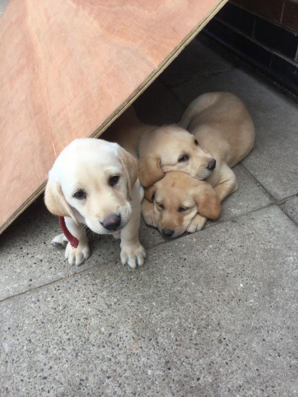 Golden labrador retriever male and female puppy Email us at yoladjinne@gmail.com Image eClassifieds4u