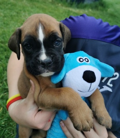 Healthy Male and female Boxer puppies for Re-Homing Email us at yoladjinne@gmail.com Image eClassifieds4u