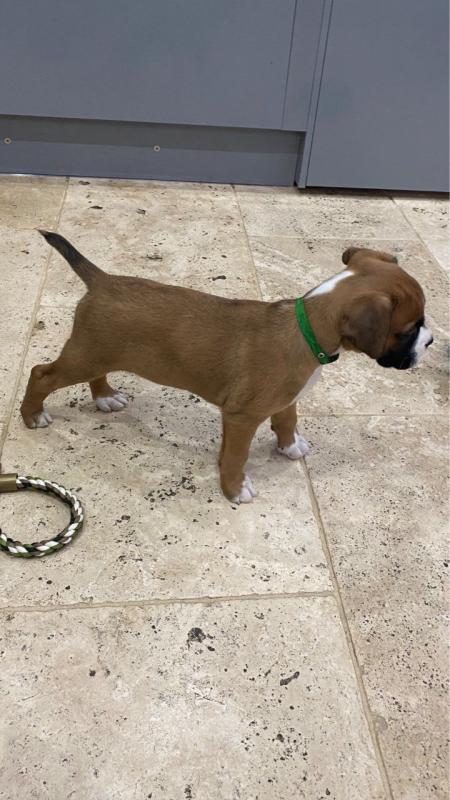 Healthy Male and female Boxer puppies for Re-Homing Email us at yoladjinne@gmail.com Image eClassifieds4u
