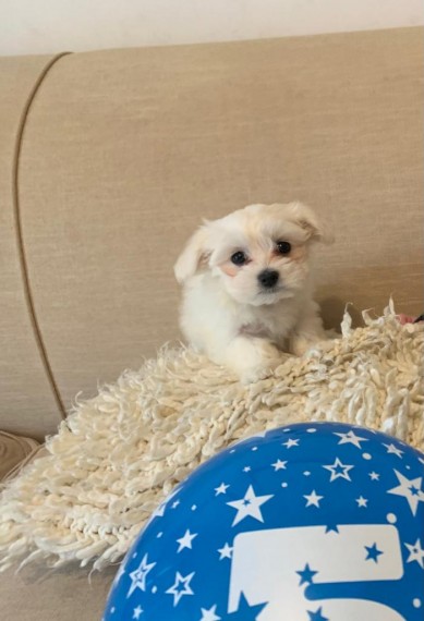 Healthy Maltese Puppies Available Image eClassifieds4u
