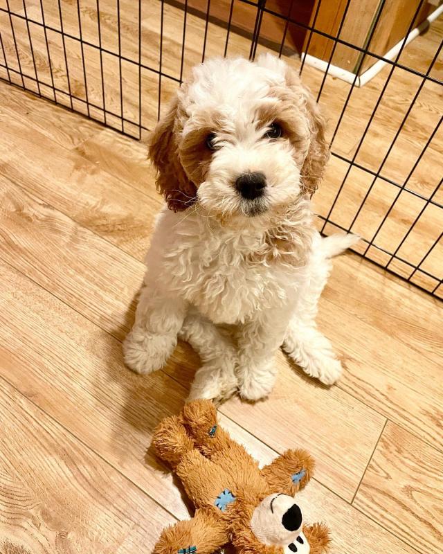 Home trained Male and Female Goldendoodle Puppies Up for Adoption... Image eClassifieds4u