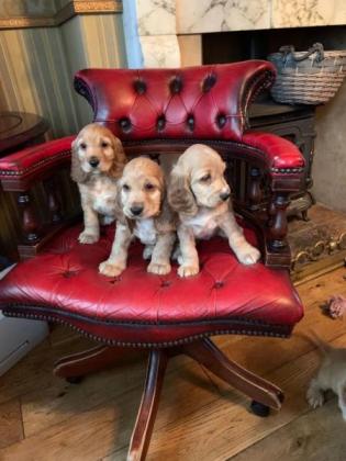 Lovely er Spaniel puppies Email us at yoladjinne@gmail.com Image eClassifieds4u