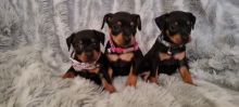 10 weeks old Miniature Pinscher Puppies For Sale Email us at yoladjinne@gmail.com Image eClassifieds4U