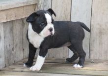Adorable Boston Terrier pups ready to go to a loving family Email us at yoladjinne@gmail.com Image eClassifieds4u 2