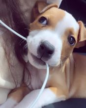 Adorable Male and Female American bully Puppies Up for Adoption... Image eClassifieds4u 1