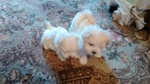 Beautiful Maltese Puppies For Sale. Ready Now Email us at yoladjinne@gmail.com Image eClassifieds4u 2
