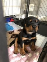 Beautiful Rottweiler for sale Email us at yoladjinne@gmail.com Image eClassifieds4u 2