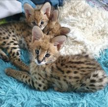 cdvf savannah kittens Image eClassifieds4U