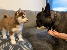 Cute Male and Female Siberian Husky Puppies Up for Adoption... Image eClassifieds4U