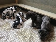 dbtrh Two Great Danes puppies Image eClassifieds4U