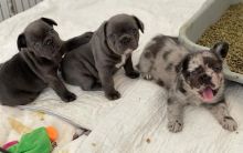 ghy Charming And Beautiful, Outstanding French Bulldog Image eClassifieds4U