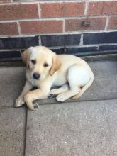 Golden labrador retriever male and female puppy Email us at yoladjinne@gmail.com Image eClassifieds4u 2