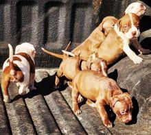Gorgeous male and female Pitbull puppies Email us at yoladjinne@gmail.com Image eClassifieds4U