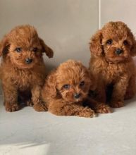 grht Cavoodle puppies Image eClassifieds4U