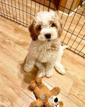 Home trained Male and Female Goldendoodle Puppies Up for Adoption... Image eClassifieds4U
