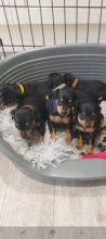 Miniature Pinscher Puppies For Sale Email us at yoladjinne@gmail.com Image eClassifieds4U