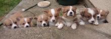 Pembroke Welsh Corgi Puppies Available Email us at yoladjinne@gmail.com Image eClassifieds4U