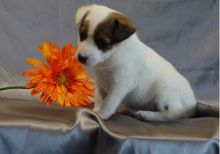 Stunning Traditional Jack Russell Pups seeking new homes Email us at yoladjinne@gmail.com Image eClassifieds4u 3