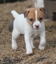 Stunning Traditional Jack Russell Pups seeking new homes Email us at yoladjinne@gmail.com Image eClassifieds4u 2