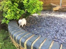 Teacup Pomeranian Puppies Available For New Homes Email us at yoladjinne@gmail.com Image eClassifieds4u 2