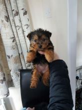 Yorkshire Terrier Puppies Email us at yoladjinne@gmail.com Image eClassifieds4u 2