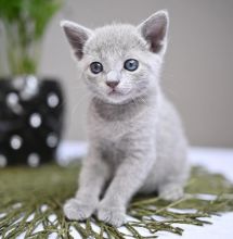 zscrthn Russian Blue kittens Image eClassifieds4U