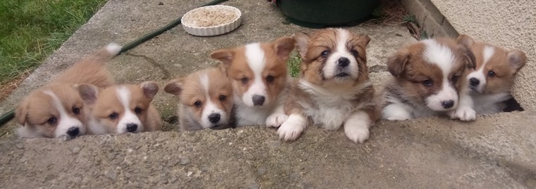 Pembroke Welsh Corgi Puppies Available Email us at yoladjinne@gmail.com Image eClassifieds4u