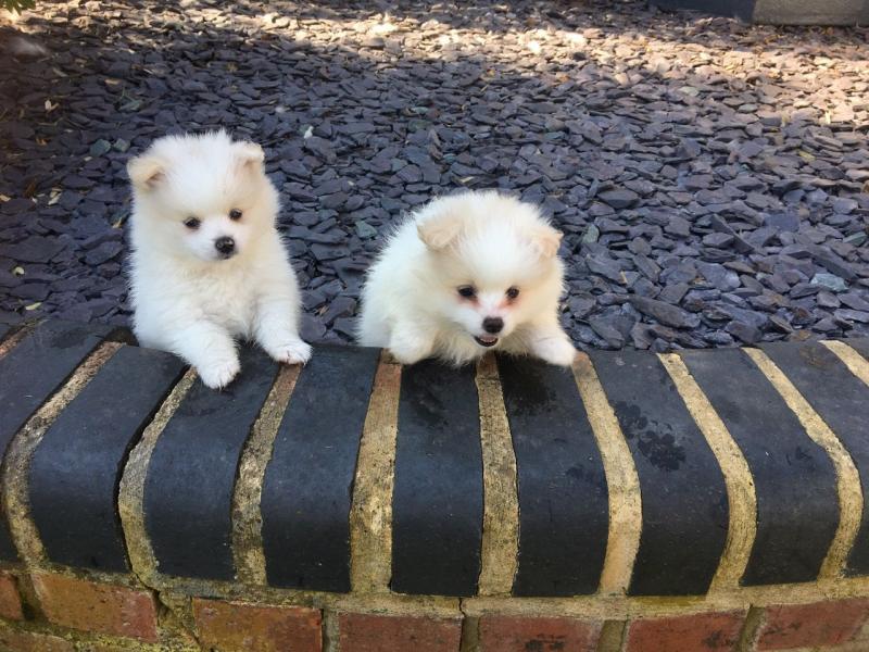 Playful Warm & Precious White POM Email us at yoladjinne@gmail.com Image eClassifieds4u