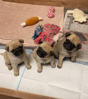 Pug Puppies For Adoption very Email us at yoladjinne@gmail.com Image eClassifieds4u