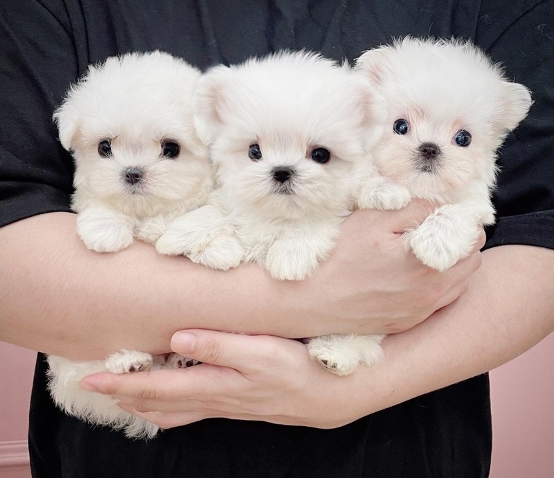 ssghgb Maltese puppies Image eClassifieds4u