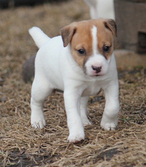 Stunning Traditional Jack Russell Pups seeking new homes Email us at yoladjinne@gmail.com Image eClassifieds4u