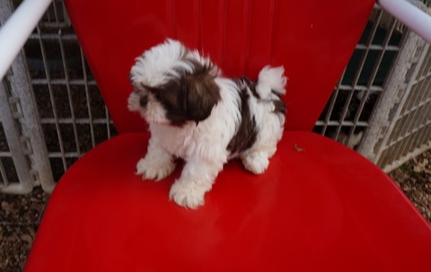 Two Shih Tzu puppies Email us at yoladjinne@gmail.com Image eClassifieds4u