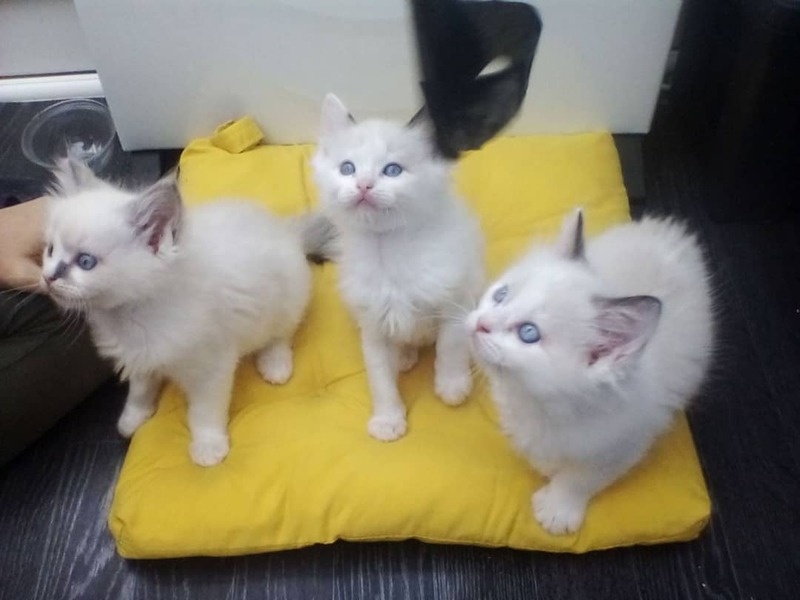 vfhyjghn gorgeous littel Ragdoll kittens Image eClassifieds4u