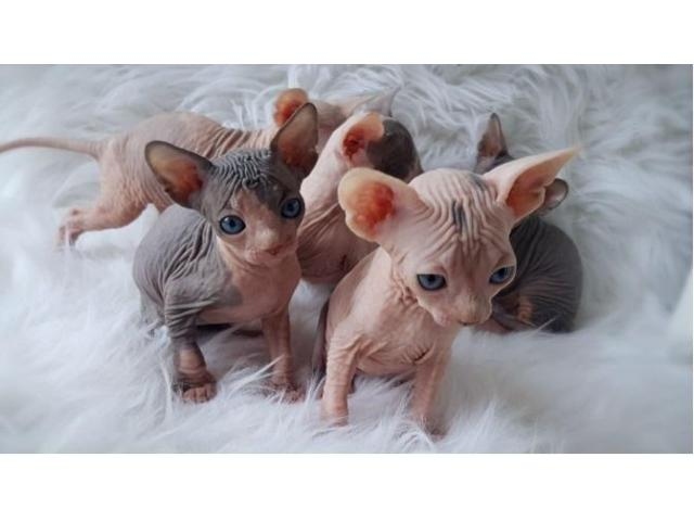 vhb xdvfb Adorable Fennec Fox for Adoption Image eClassifieds4u