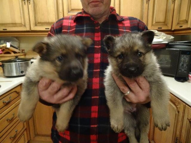 wfev Qualit German Shepherdy puppies. Image eClassifieds4u
